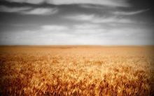 clouds landscapes nature fields wheat 1680x1050 wallpaper 